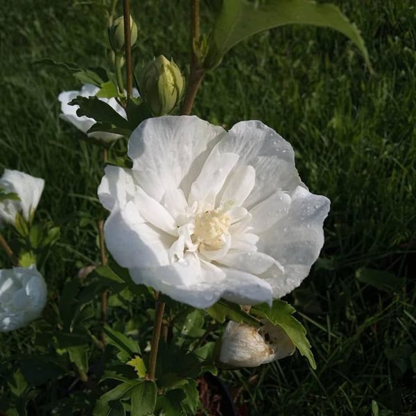 Hibiskus 'Chiffon' in Sorten (Hibiscus syriacus 'Chiffon')