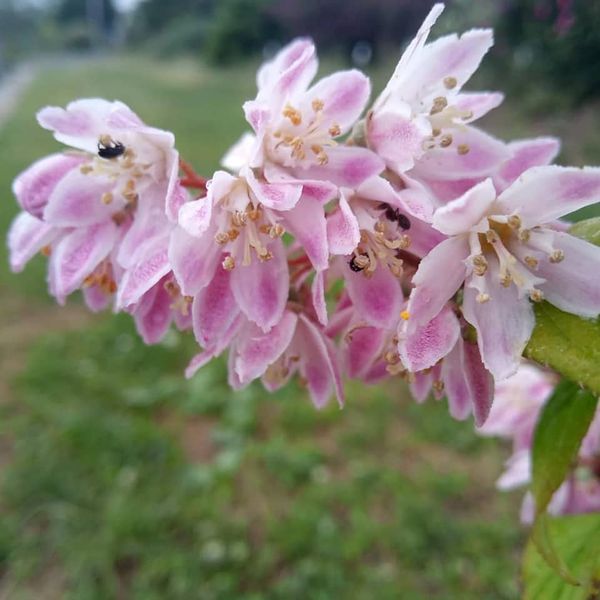 *Deutzie* (Deutzia 'Tourbillon Rouge')