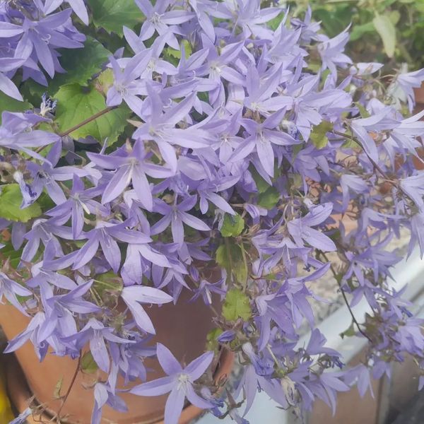 *Hängepolster-Glockenblume* (Campanula poscharskyana)