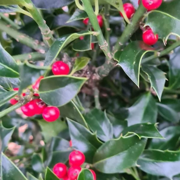 *Stechpalme* (Ilex aquifolium)