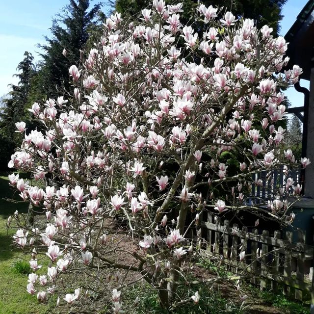 *Tulpenmagnolie* (Magnolia x soulangiana)