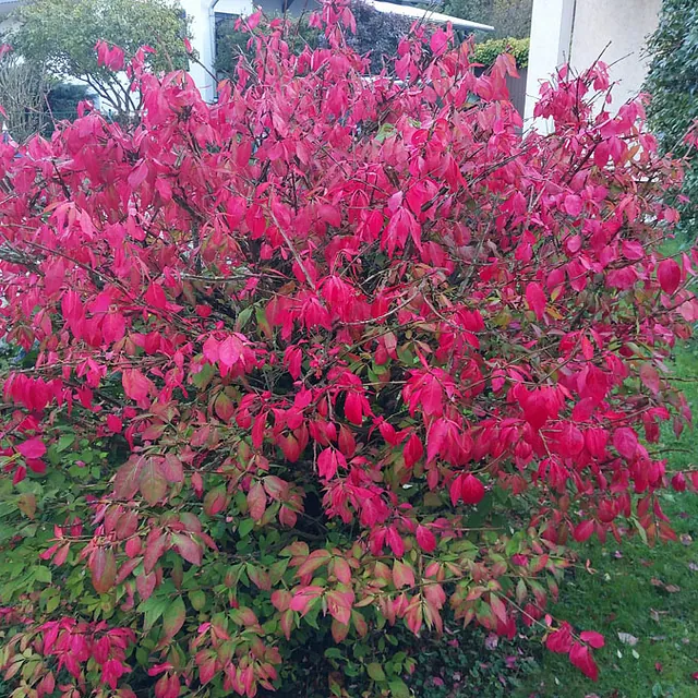 *Korkflügelstrauch* (Euonymus alatus)