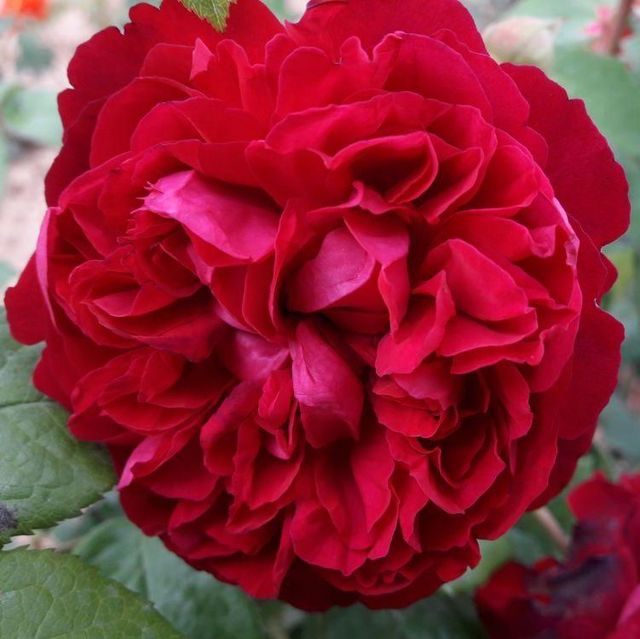 Seltene Rosen im Sortiment der GartenBaumschule Lehnert - Bodendecker, Obstbäume, Rosen, Ziersträucher und Heckenpflanzen aus Sangerhausen