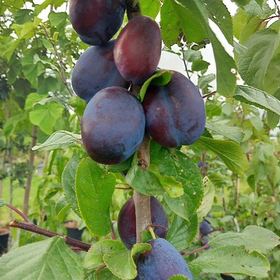 *Säulenzwetschge* (Prunus domestica)