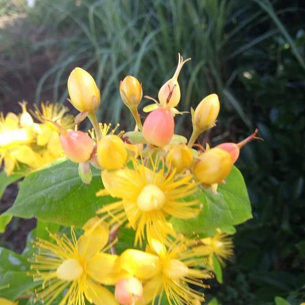 Johanniskraut in Sorten* (Hypericum inodorum)