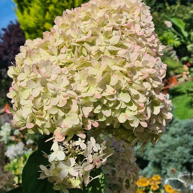 *Rispenhortensie 'Limelight'* (Hydrangea paniculata 'Limelight')