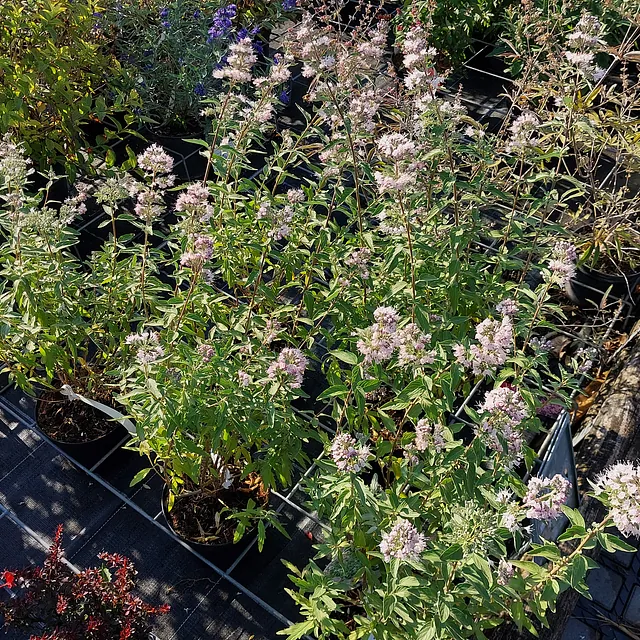 Bartblume 'Stephi'* (Caryopteris x clandonensis 'Stephi')