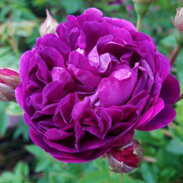 Seltene Rosen im Sortiment der GartenBaumschule Lehnert - Bodendecker, Obstbäume, Rosen, Ziersträucher und Heckenpflanzen aus Sangerhausen