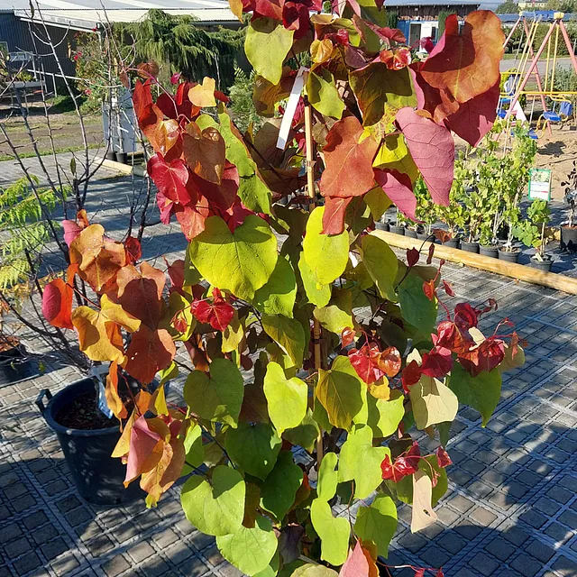 *Kanadischer Judasbaum 'Eternal Flame'* (Cercis canadensis 'Eternal Flame')