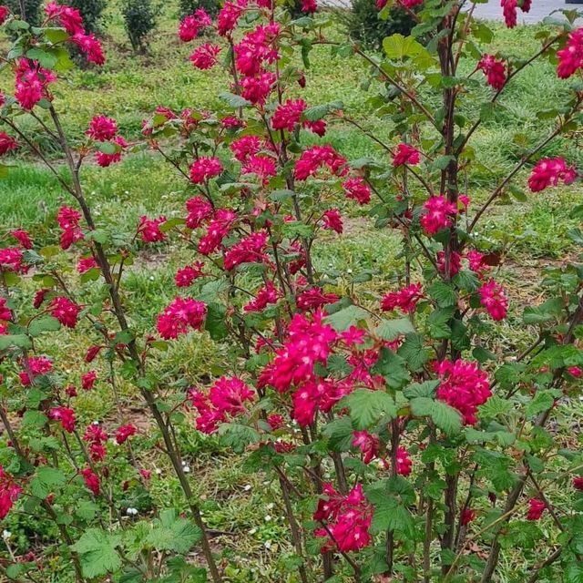 *Blutjohannisbeere 'King Edward VII'* (Ribes sanguineum 'King Edward VII')