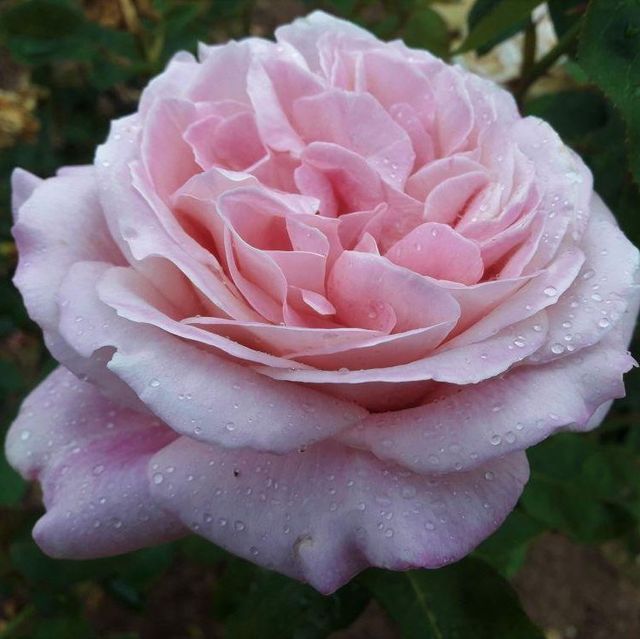 Edelrosen im im Sortiment der GartenBaumschule Lehnert - Bodendecker, Obstbäume, Rosen, Ziersträucher und Heckenpflanzen aus Sangerhausen