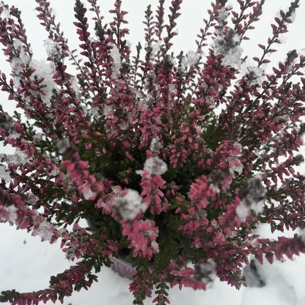 *Besenheide i.S.* (Calluna vulgaris i.S.)