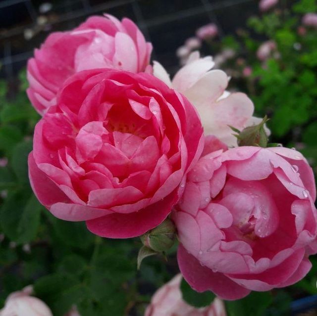 Seltene Rosen im Sortiment der GartenBaumschule Lehnert - Bodendecker, Obstbäume, Rosen, Ziersträucher und Heckenpflanzen aus Sangerhausen