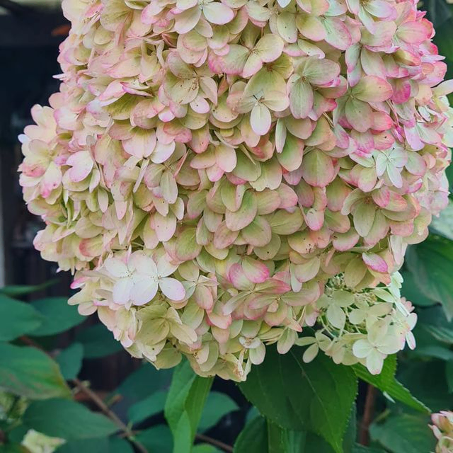 *Rispenhortensie 'Limelight'* (Hydrangea paniculata 'Limelight')