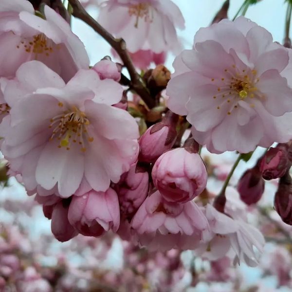 *Frühlingskirsche* (Prunus 'Accolade')