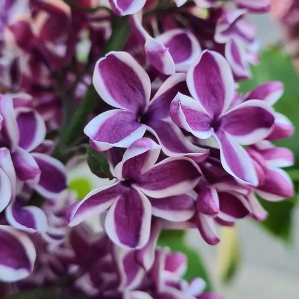 *Edelflieder 'Sensation'* (Syringa vulgaris 'Sensation')