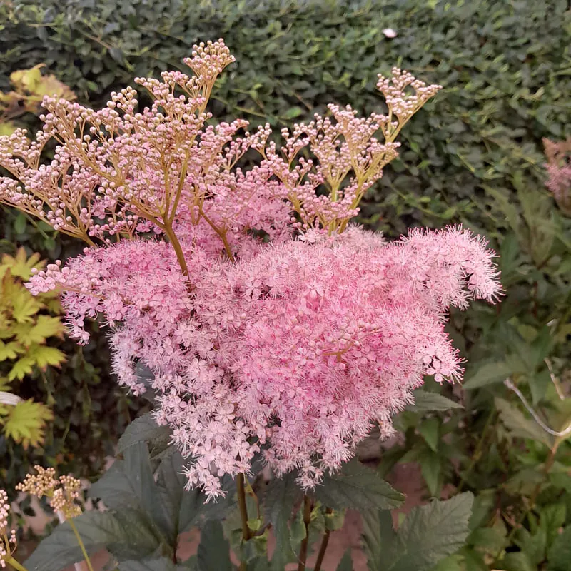 *Mädesüß* (Filipendula rubra)