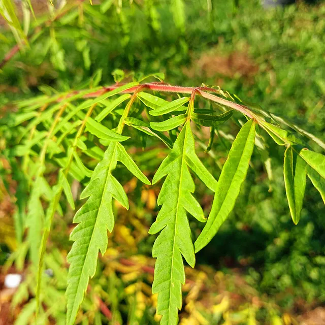 *Gelbgrüner Essigbaum 'Tiger Eyes'* (Rhus typhina 'Tiger Eyes')