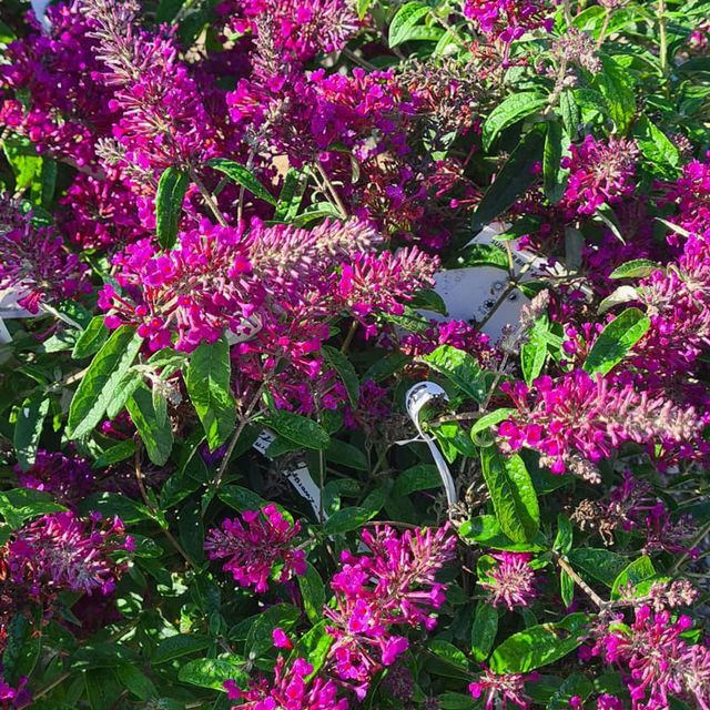 *Zwerg-Sommerflieder 'Summer Bird Magenta'* (Buddleja davidii 'Summer Bird Magenta')