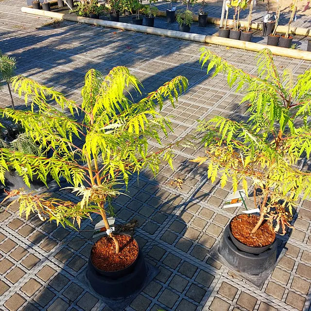 *Gelbgrüner Essigbaum 'Tiger Eyes'* (Rhus typhina 'Tiger Eyes')