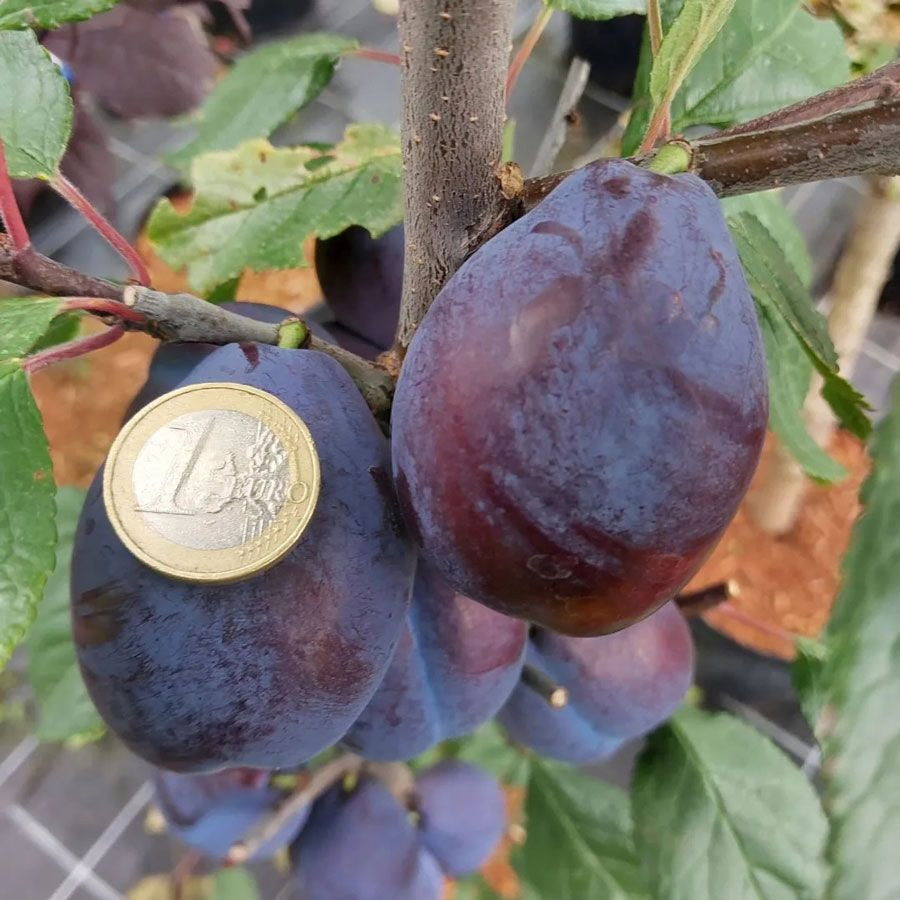 *Säulenzwetschge* (Prunus domestica)