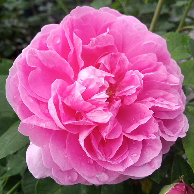 Seltene Rosen im Sortiment der GartenBaumschule Lehnert - Bodendecker, Obstbäume, Rosen, Ziersträucher und Heckenpflanzen aus Sangerhausen