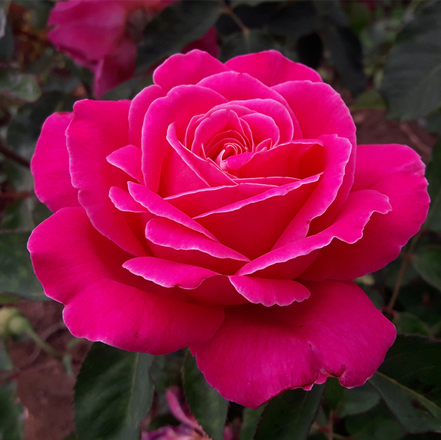 Edelrosen im im Sortiment der GartenBaumschule Lehnert - Bodendecker, Obstbäume, Rosen, Ziersträucher und Heckenpflanzen aus Sangerhausen