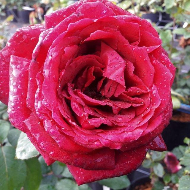 Edelrosen im im Sortiment der GartenBaumschule Lehnert - Bodendecker, Obstbäume, Rosen, Ziersträucher und Heckenpflanzen aus Sangerhausen