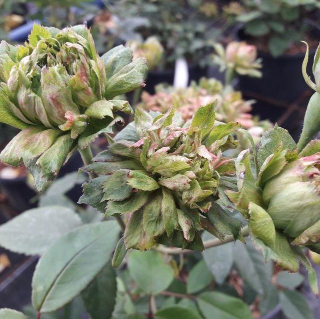 Seltene Rosen im Sortiment der GartenBaumschule Lehnert - Bodendecker, Obstbäume, Rosen, Ziersträucher und Heckenpflanzen aus Sangerhausen