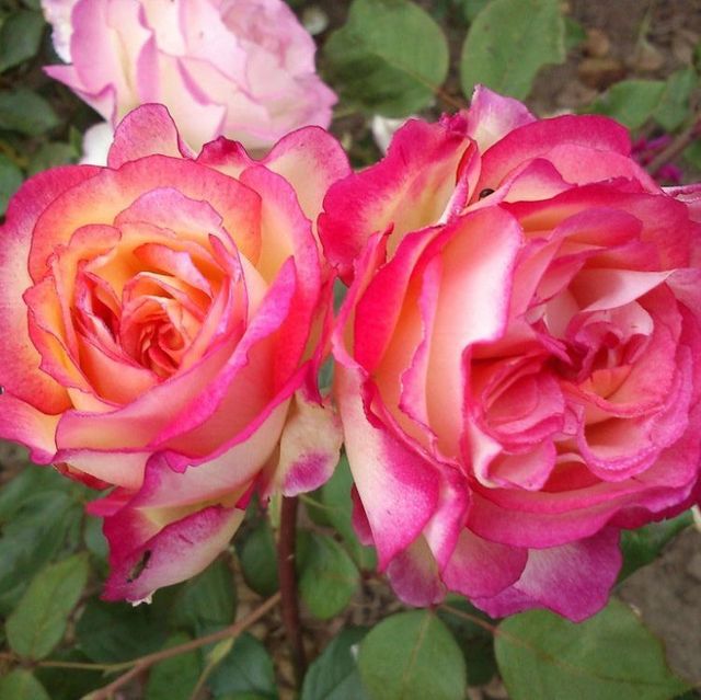Edelrosen im im Sortiment der GartenBaumschule Lehnert - Bodendecker, Obstbäume, Rosen, Ziersträucher und Heckenpflanzen aus Sangerhausen