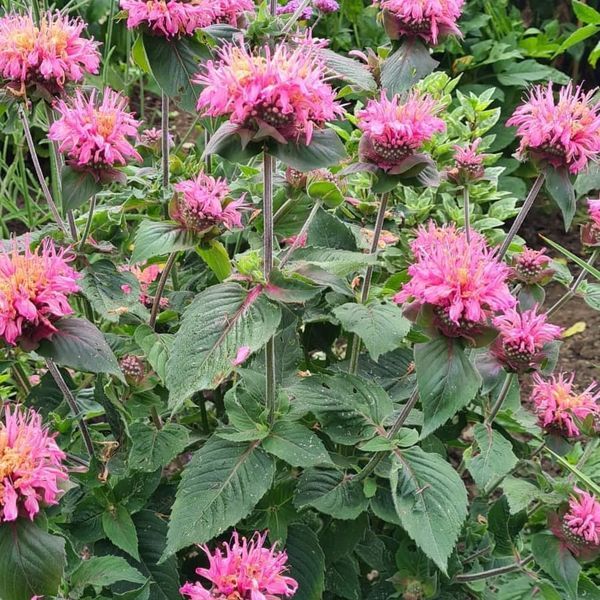 *Indianernessel* (Monarda didyma) 
