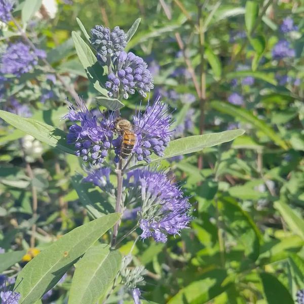 *Bartblume* (Caryopteris clandonensis 'Heavenly Blue') 