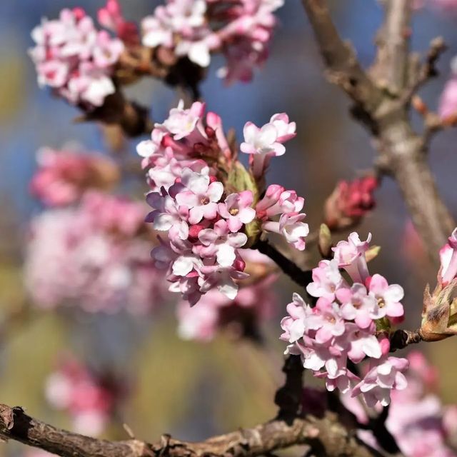  *Winterschneeball 'Dawn'* (Viburnum x bodnantese 'Dawn')