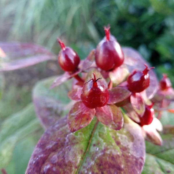 Johanniskraut in Sorten* (Hypericum inodorum)