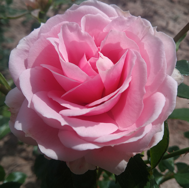 Kletterrosen im Sortiment der GartenBaumschule Lehnert - Bodendecker, Obstbäume, Rosen, Ziersträucher und Heckenpflanzen aus Sangerhausen
