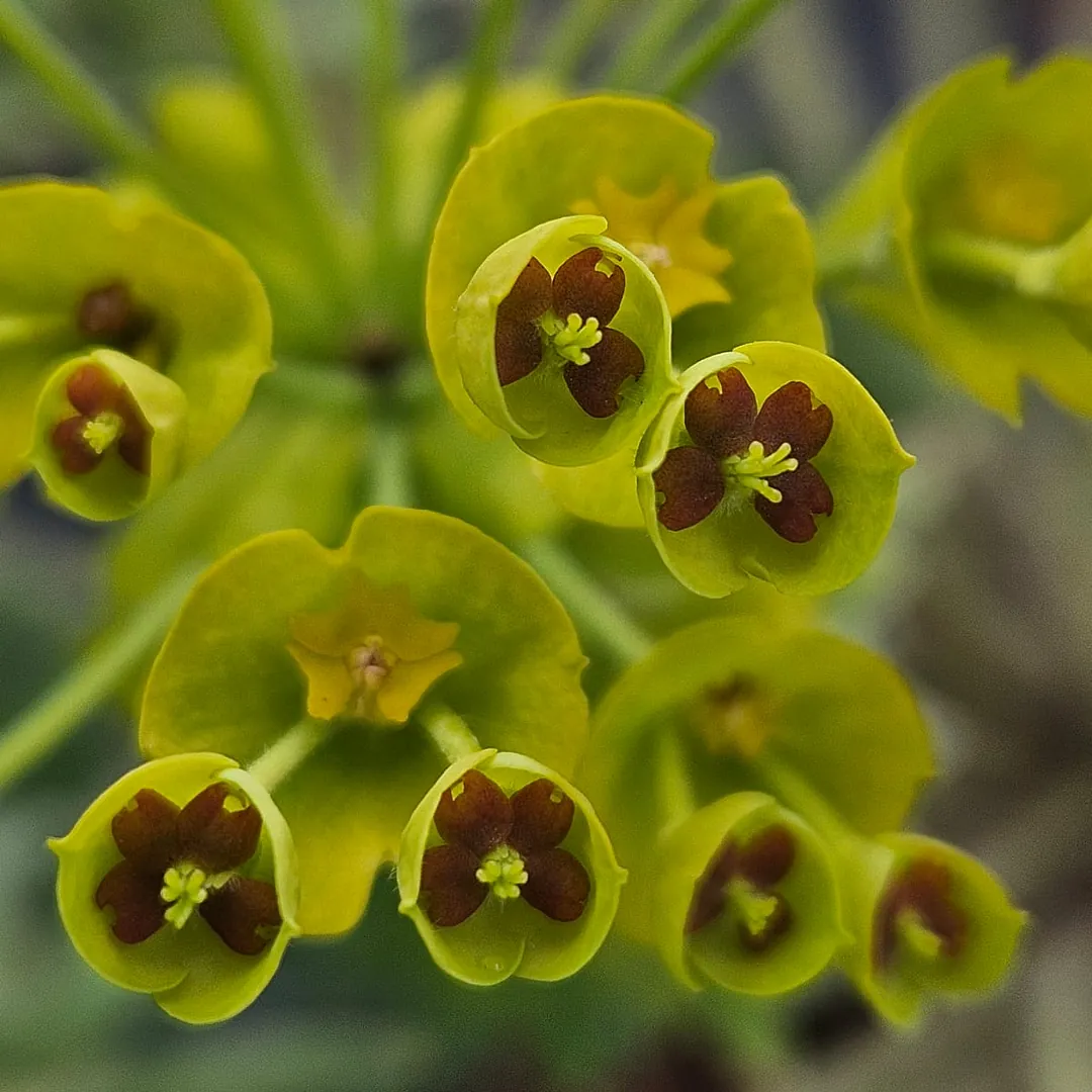 *Mittelmeer-Wolfsmilch* (Euphorbia characias)