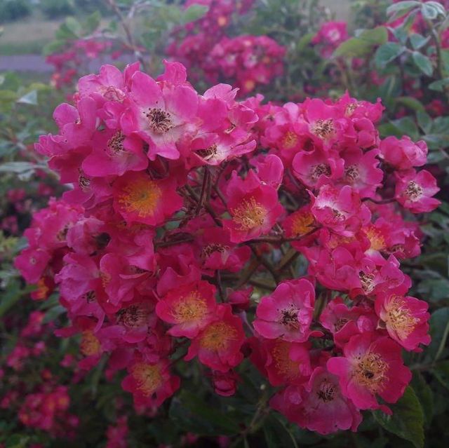 Kletterrosen im Sortiment der GartenBaumschule Lehnert - Bodendecker, Obstbäume, Rosen, Ziersträucher und Heckenpflanzen aus Sangerhausen