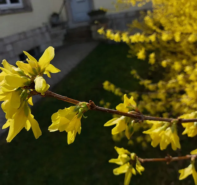 *Forsythie* (Forsythia x intermedia)