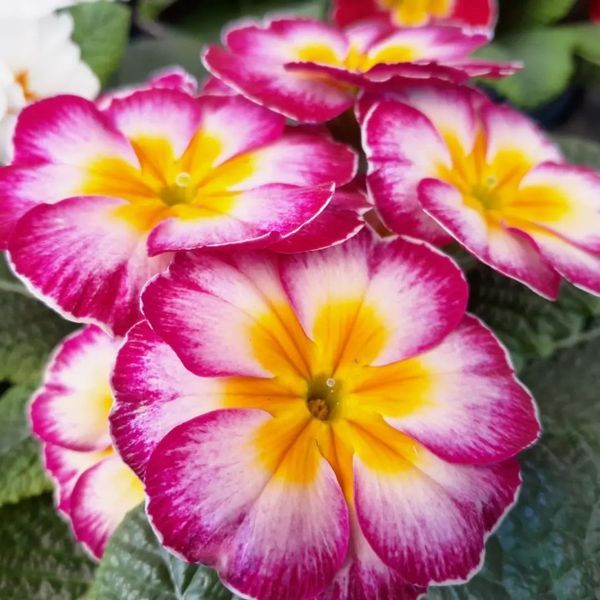 *Primel* (Primula vulgaris)