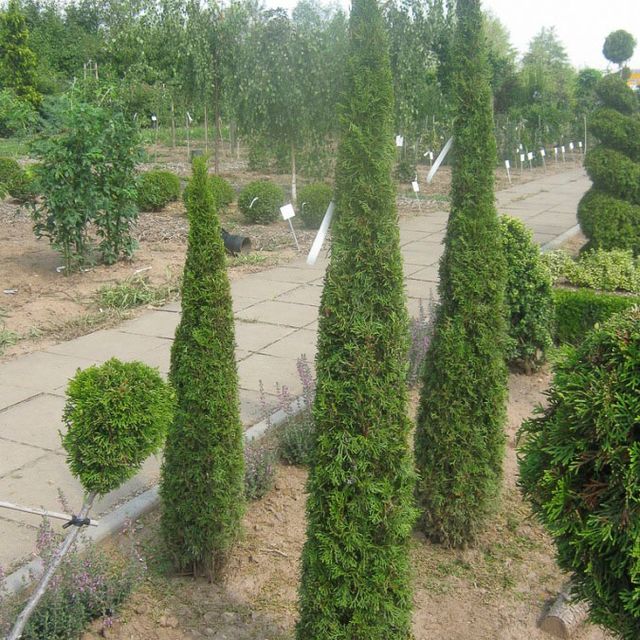 Formgehölze - Thuja - im Sortiment der GartenBaumschule Lehnert - Bodendecker, Obstbäume, Rosen, Ziersträucher und Heckenpflanzen aus Sangerhausen