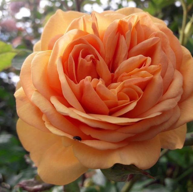 Seltene Rosen im Sortiment der GartenBaumschule Lehnert - Bodendecker, Obstbäume, Rosen, Ziersträucher und Heckenpflanzen aus Sangerhausen