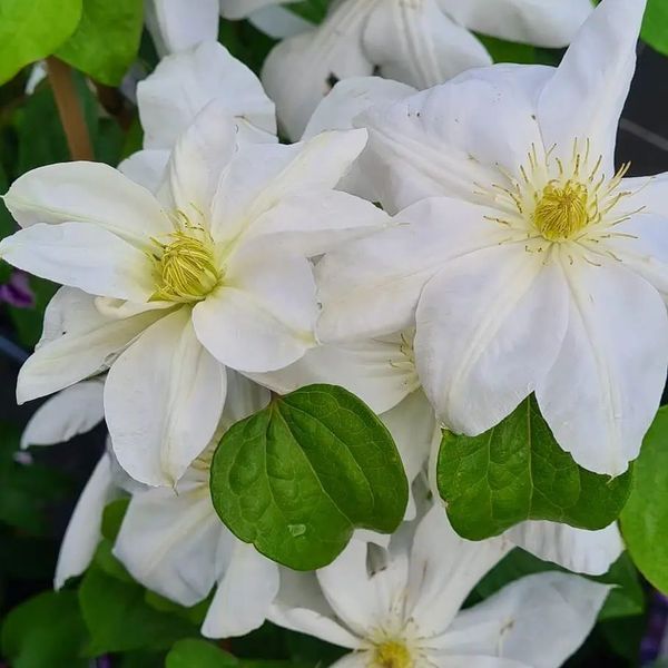 *Clematis* in Sorten 