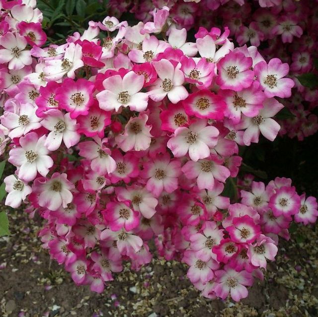 Seltene Rosen im Sortiment der GartenBaumschule Lehnert - Bodendecker, Obstbäume, Rosen, Ziersträucher und Heckenpflanzen aus Sangerhausen