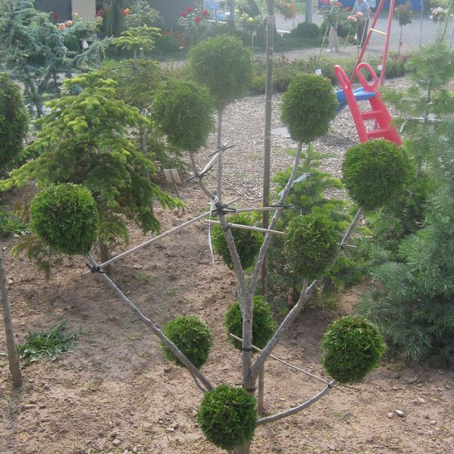 Formgehölze - Thuja - im Sortiment der GartenBaumschule Lehnert - Bodendecker, Obstbäume, Rosen, Ziersträucher und Heckenpflanzen aus Sangerhausen