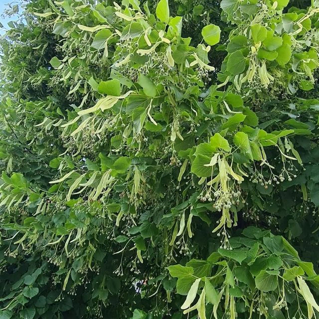 *Winterlinde* (Tilia cordata)