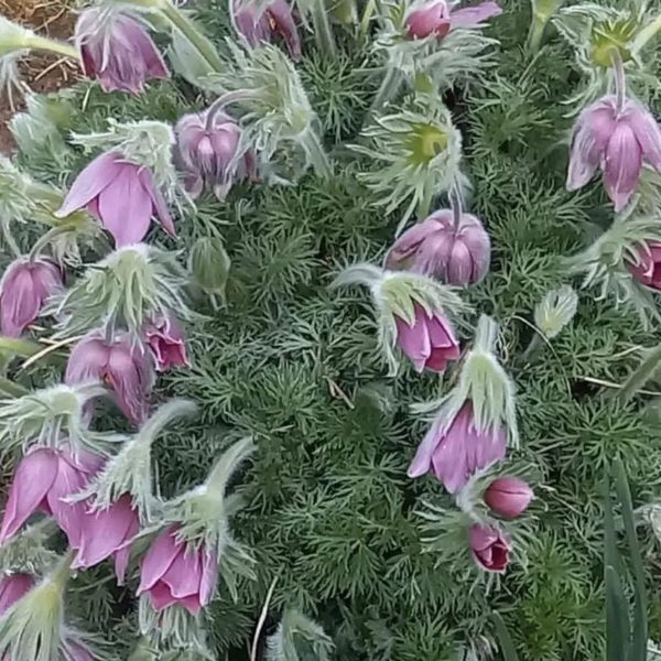 *Küchenschelle* (Pulsatilla vulgaris)