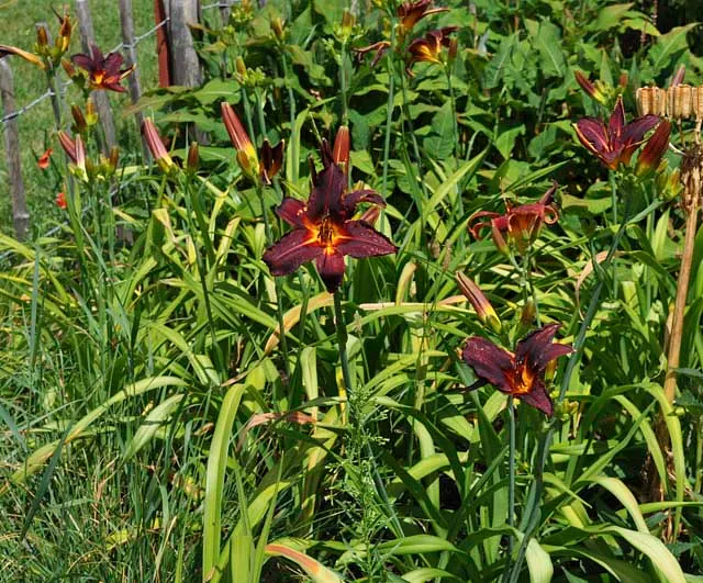 *Taglilie i.S.* (Hemerocallis i.S.)