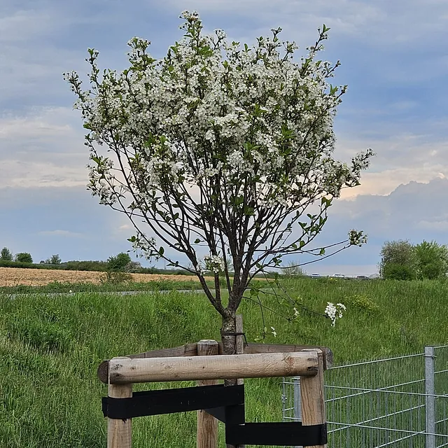 *Kugel-Steppenkirsche* (Prunus fructicosa 'Globosa')