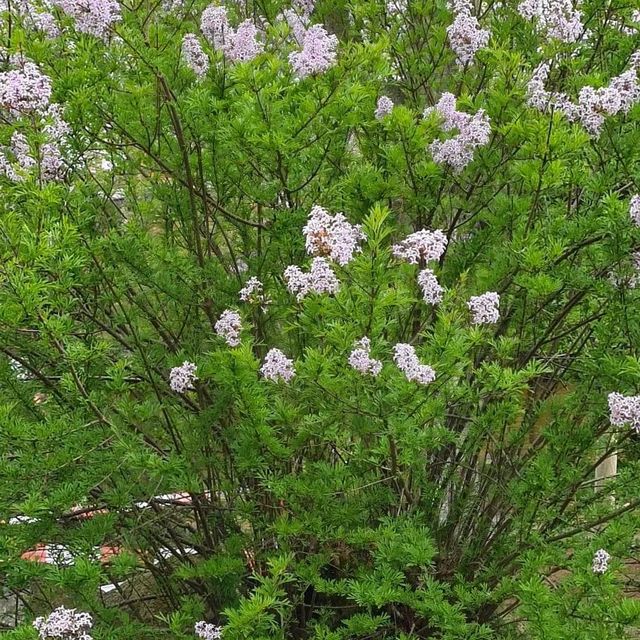 *Afghanischer Flieder* (Syringa afghanica)