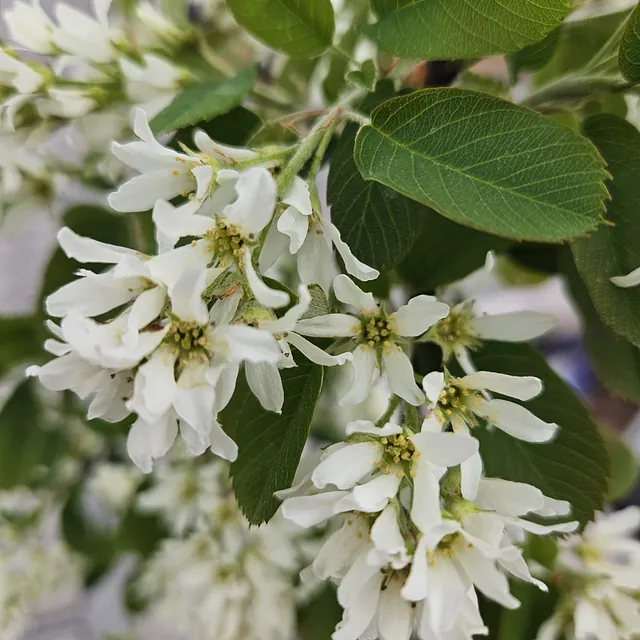 *Erlenblättrige Felsenbirne 'Northline'* (Amelanchier alnifolia 'Northline')